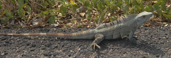 Iguana0005