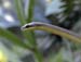 Ratsnake0444